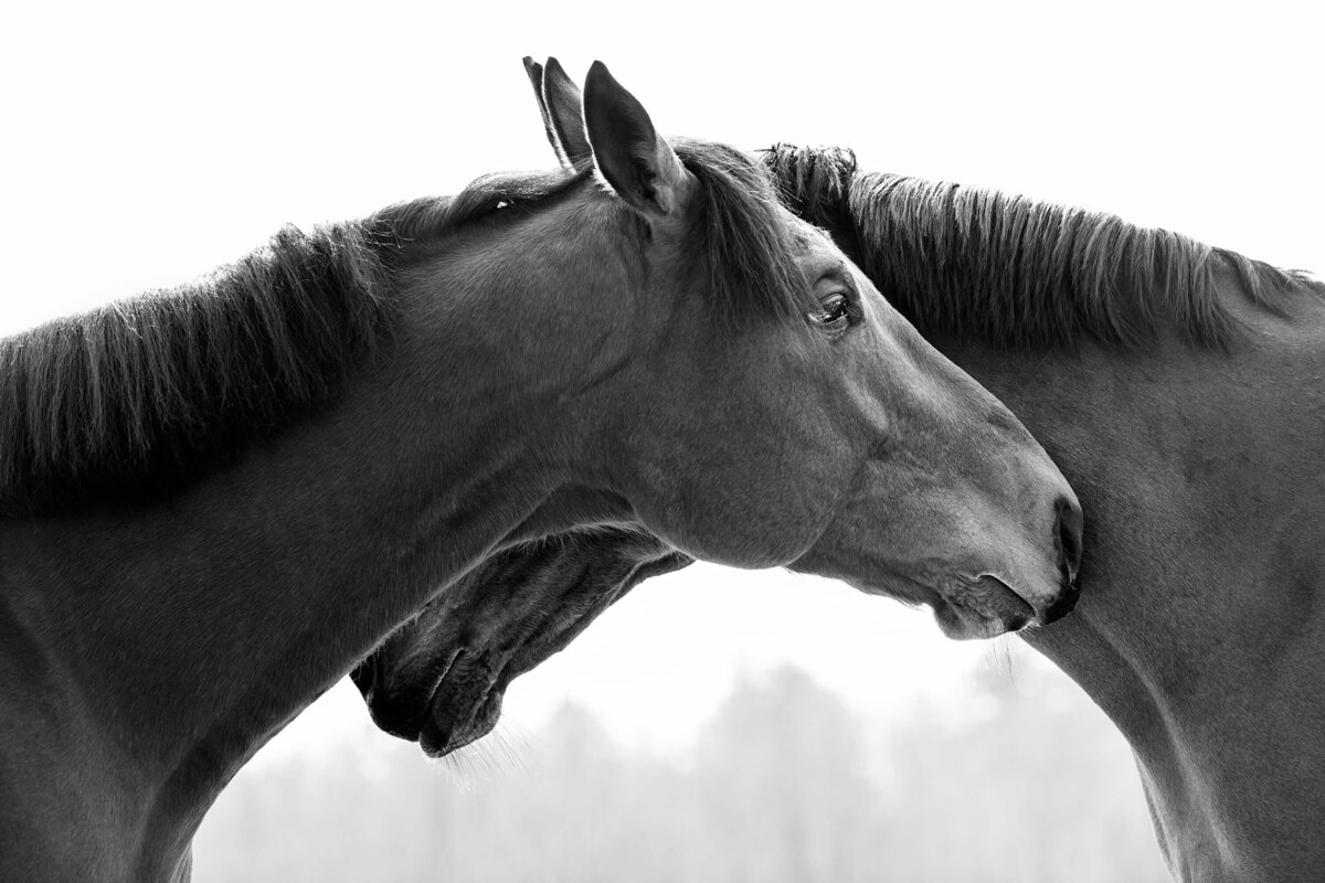 fine-art-horse-photography -thoroughbred-saratoga -ny