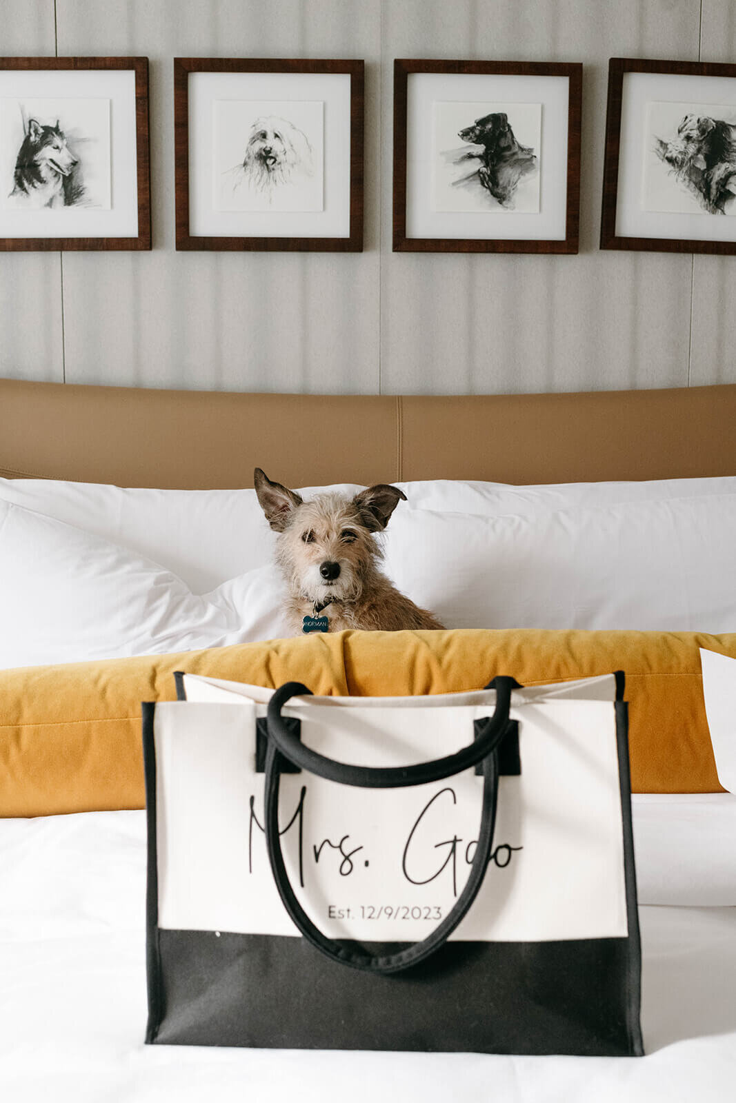 Dog lounging on a bed at St. Regis Aspen, wearing a floral collar, capturing a sweet and playful wedding day moment.