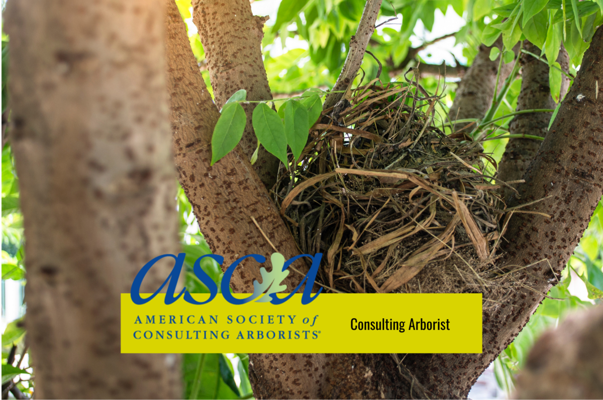 Erick Serrano ASCA Consulting Arborist (1)