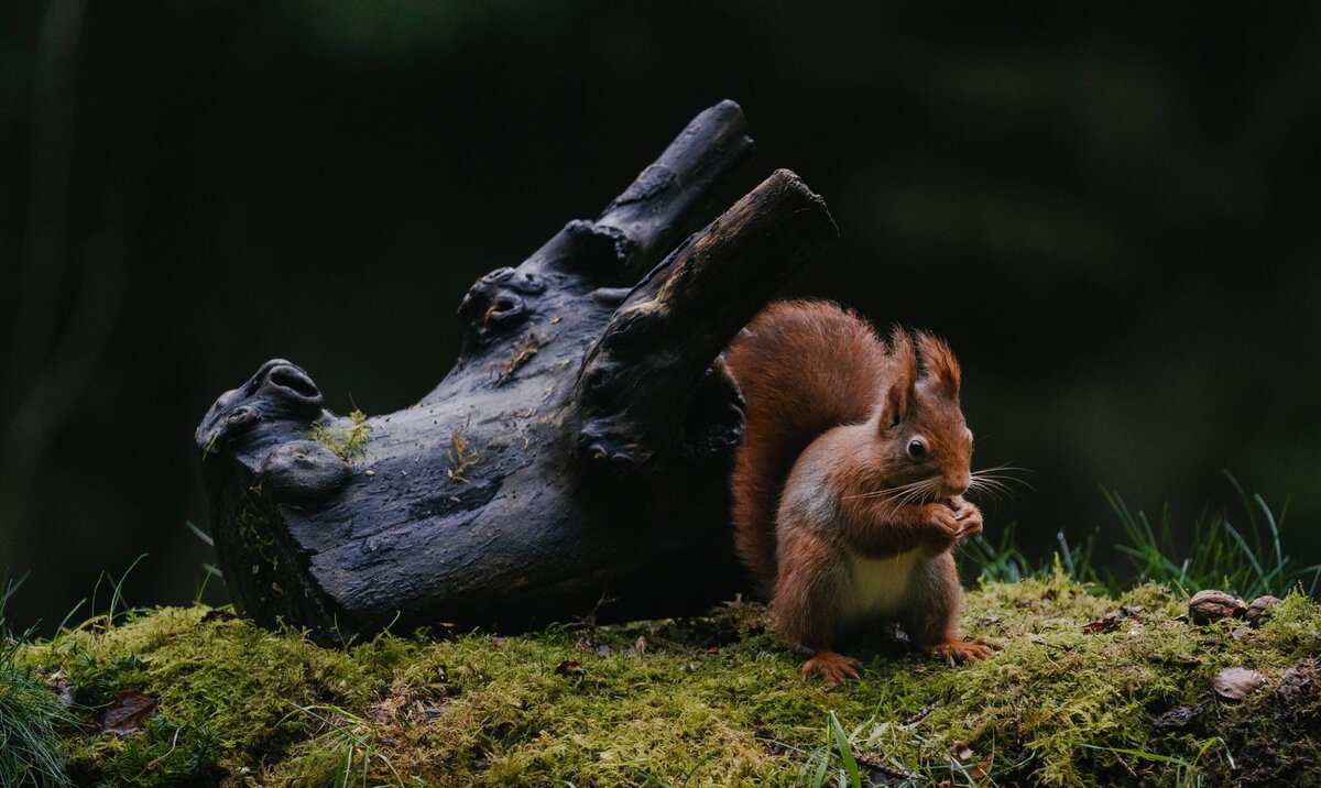 20211229_squirrel_ILCE-7M4_06144_color