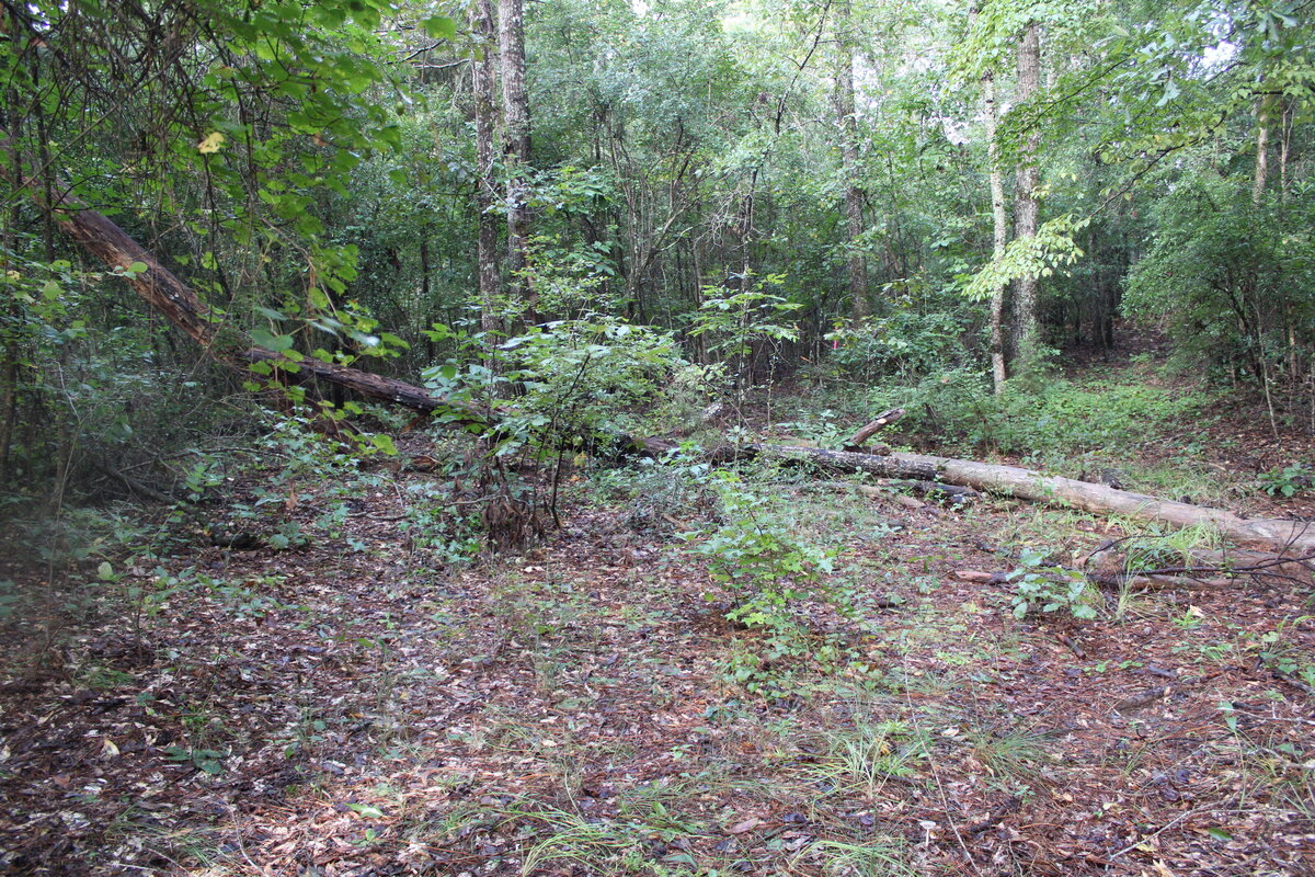wooded-area-cluttered-with-ground-brush