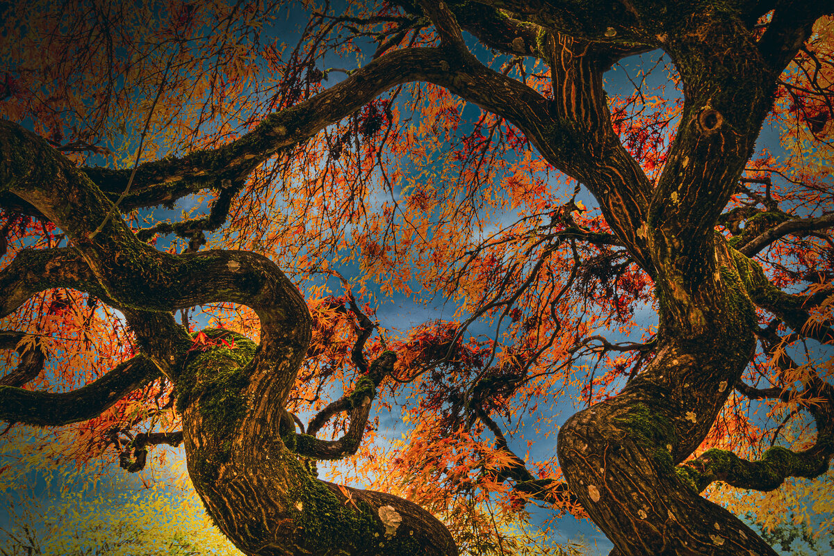 twisted_tree_2229-E