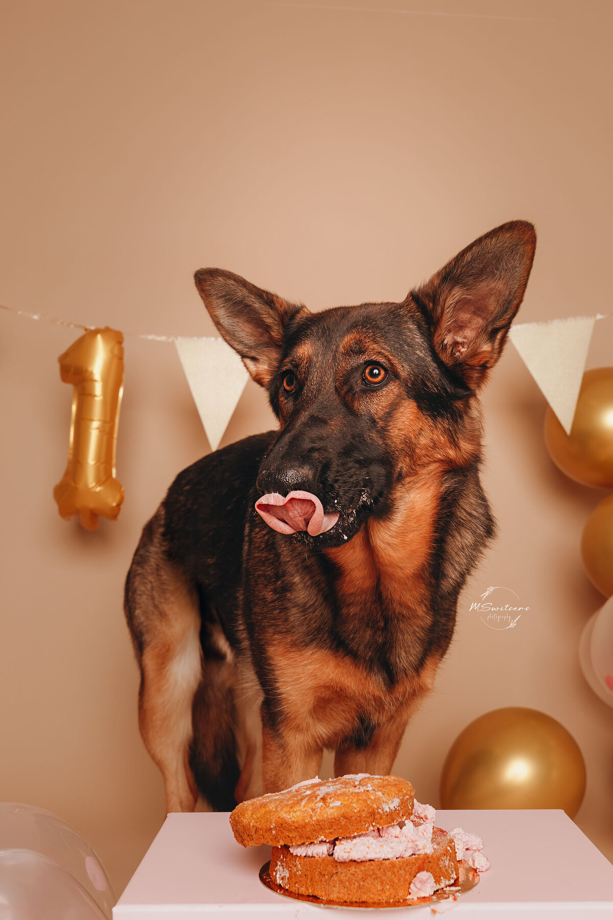 Duitse herder kwam voor een cakesmash fotoshoot naar de fotostudio te Geel. Er was een verjaardagstaart voor honden voorzien + decoratie. 