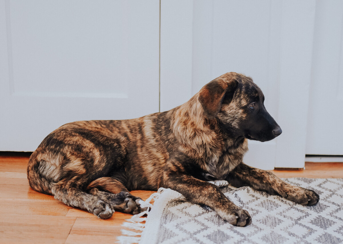 Estrela Mountain Dog Puppy Short Hair-18