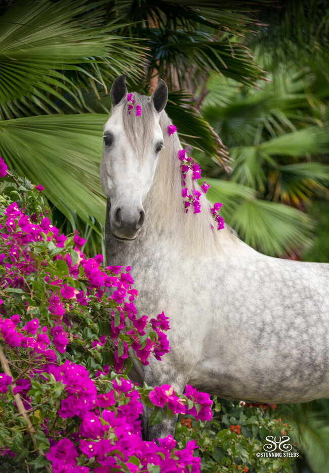 grey stallion in flowers
