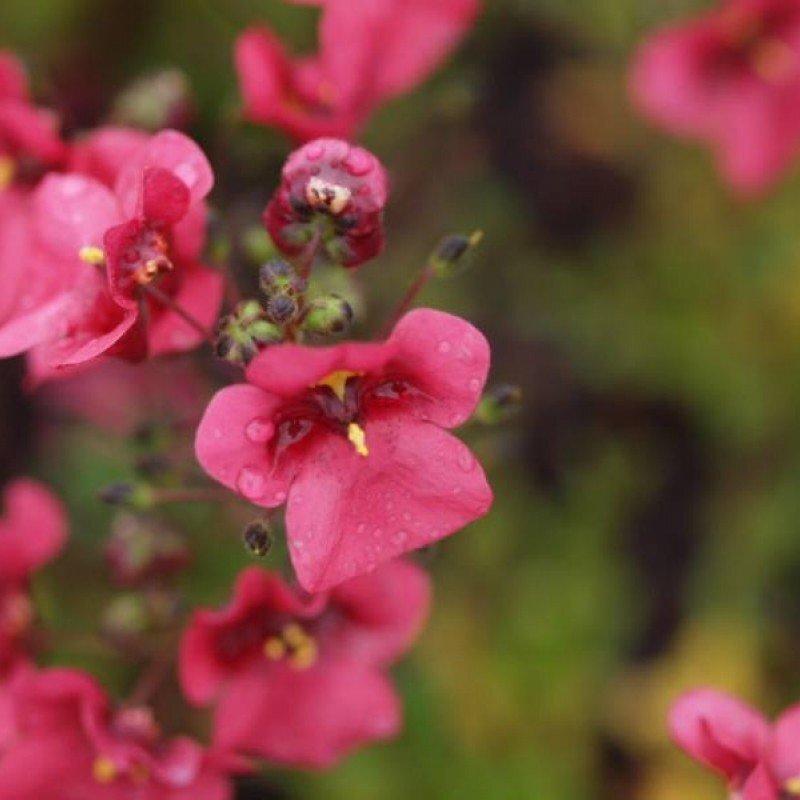 diascia-ruby-field-400445