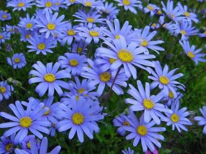 608_2511_blue_daisy_blue_marguerite_bg