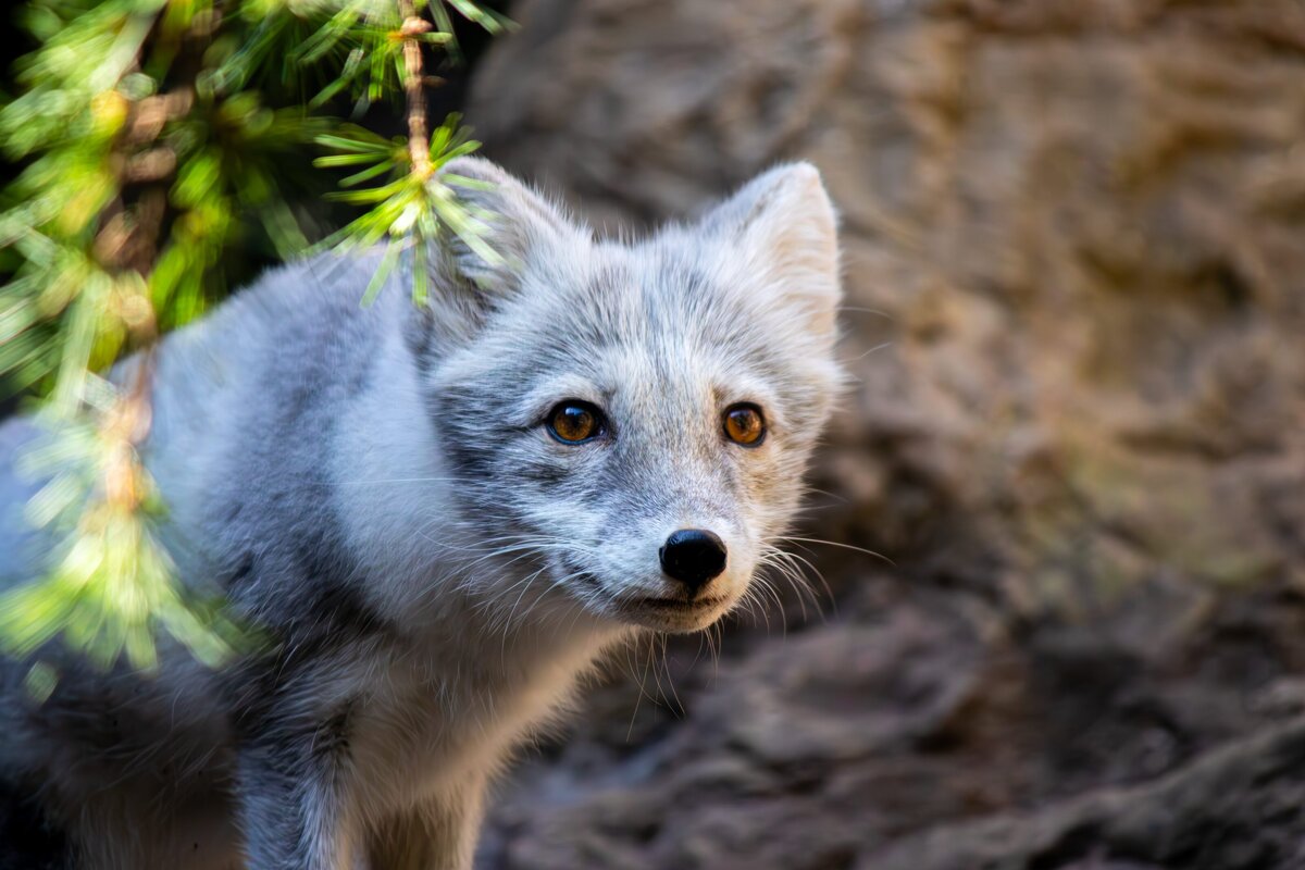 Arctic Fox Looking
