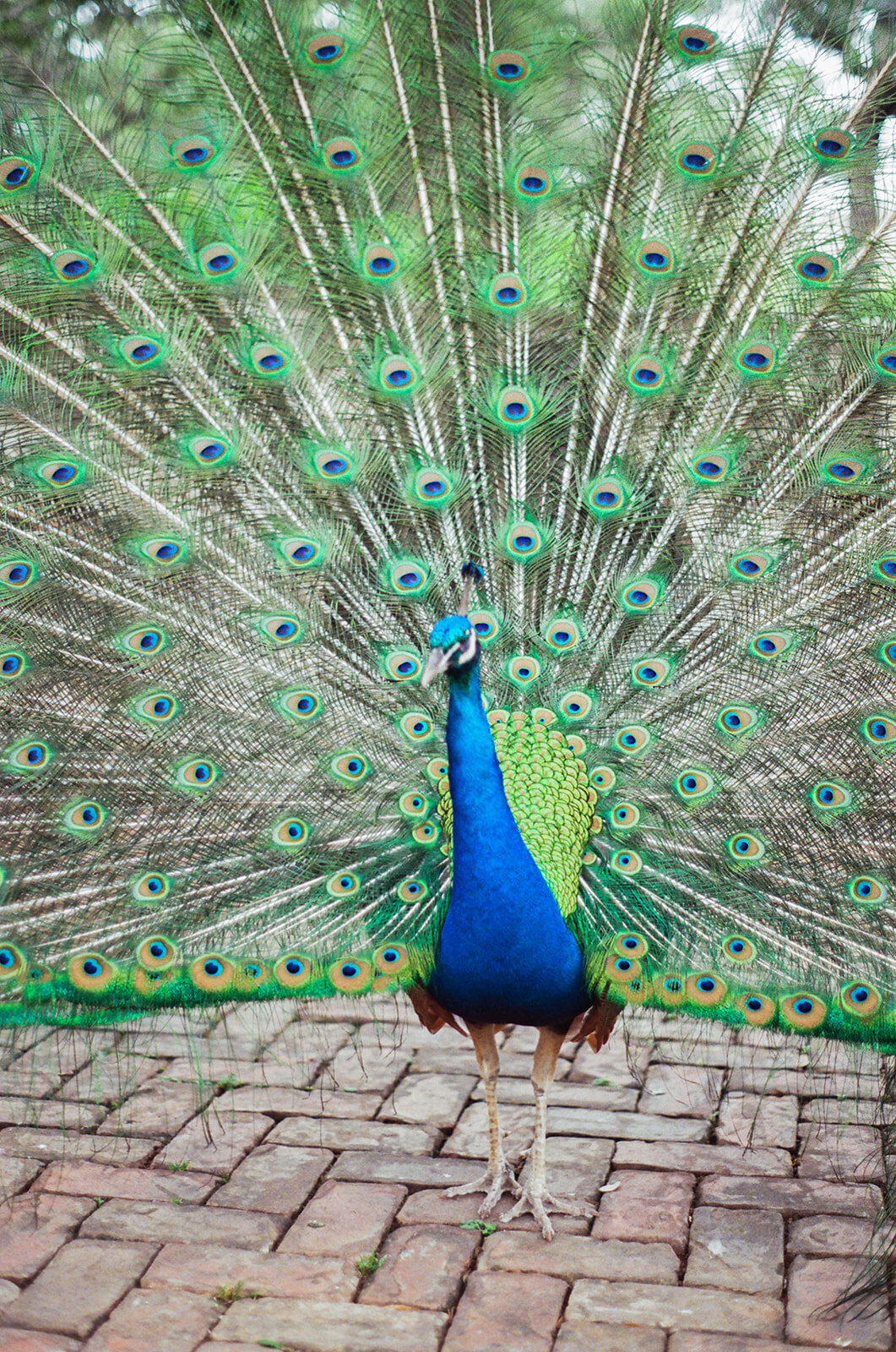 eryn_chandler_photo_austin_wedding_photographer_mattie's7