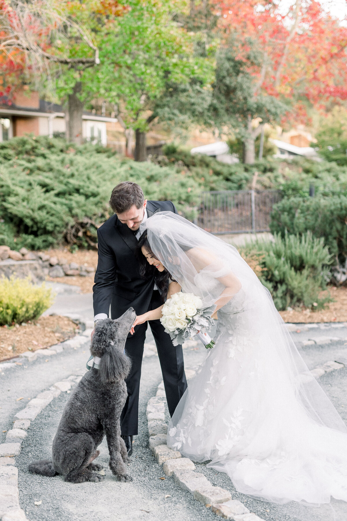 bay-area-wedding-photographer-dog