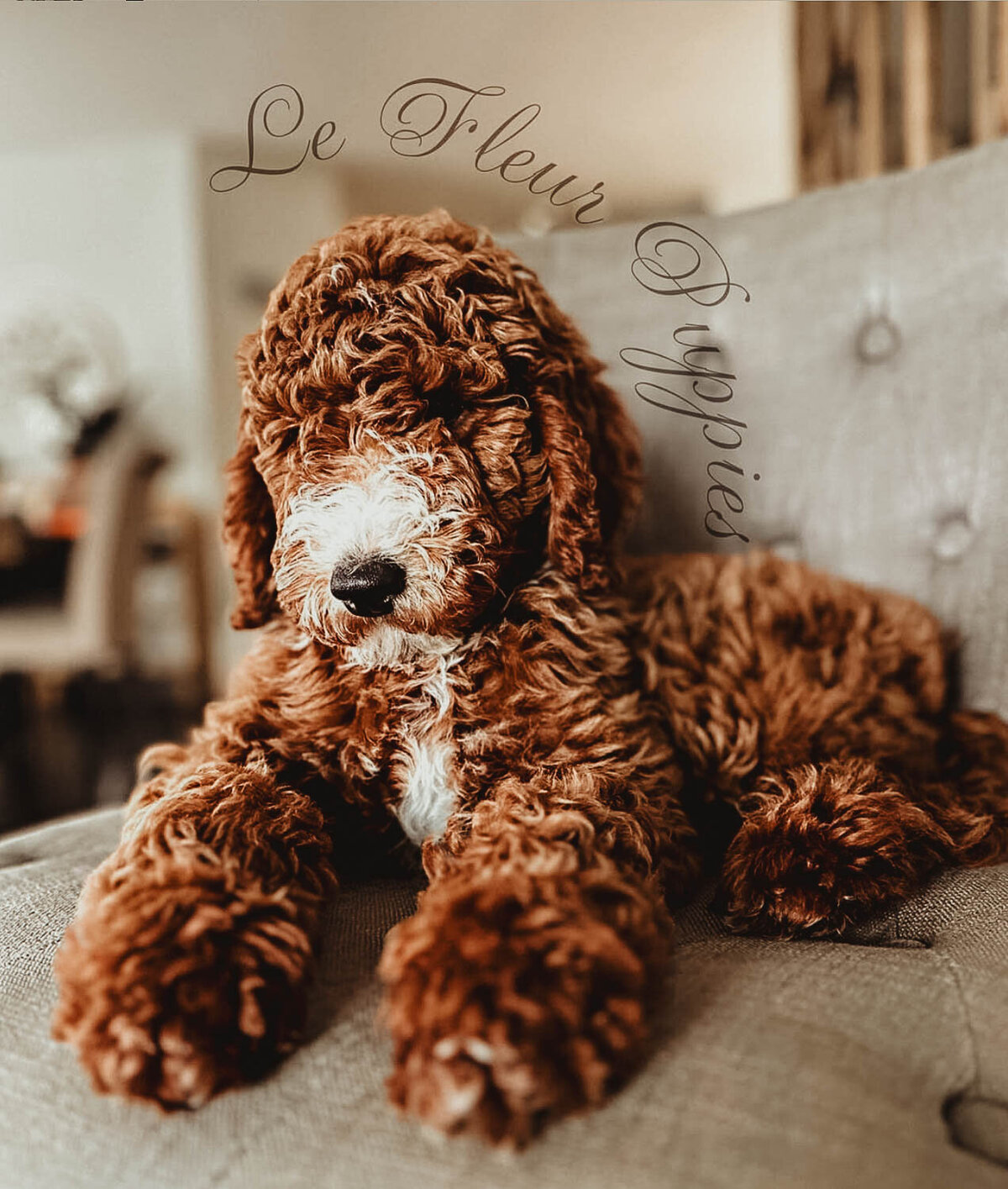 Le Fleur Poodle Puppies -2
