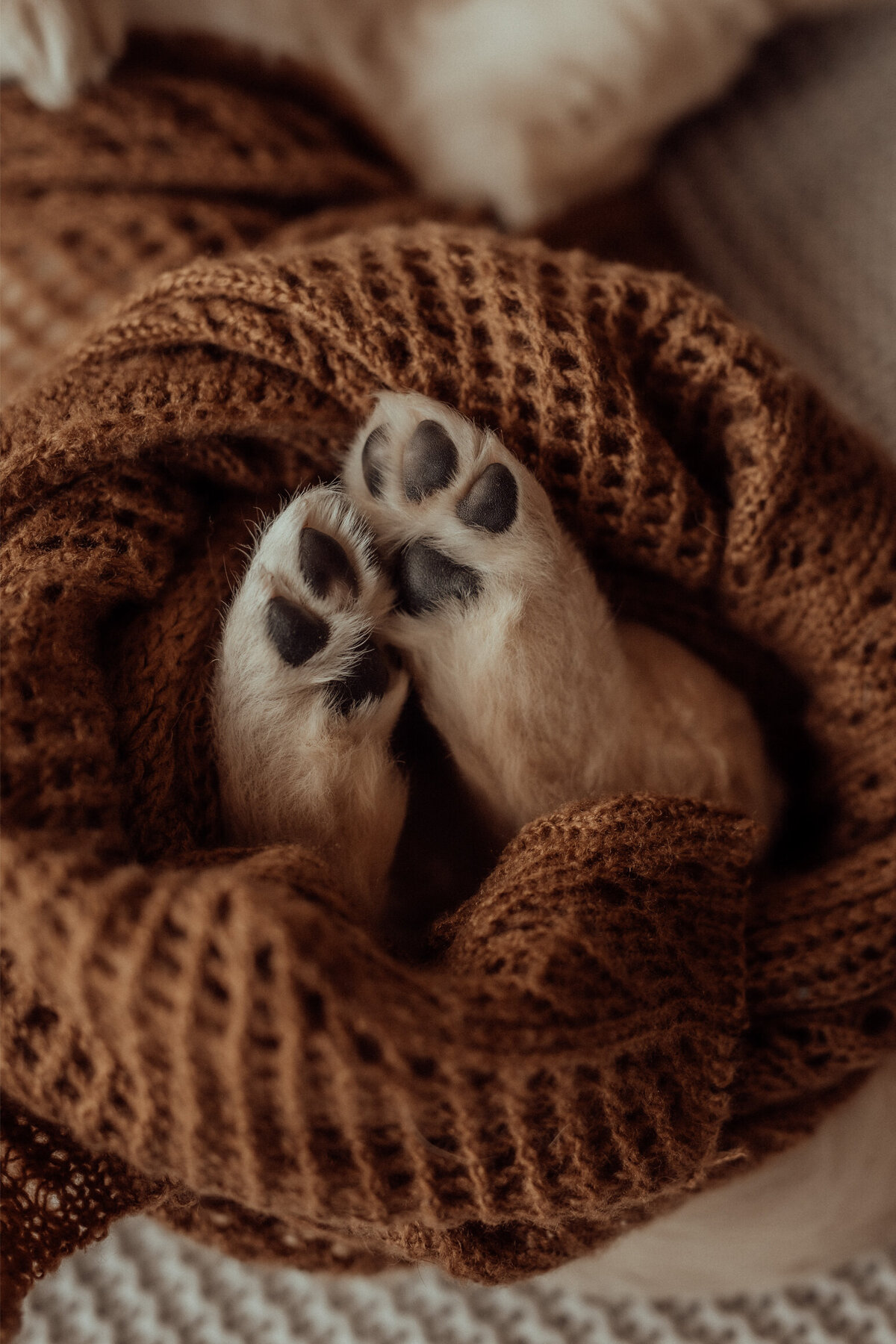 the-lifestyle-phodographer-perth-family-pet-photographer-gotcha00007