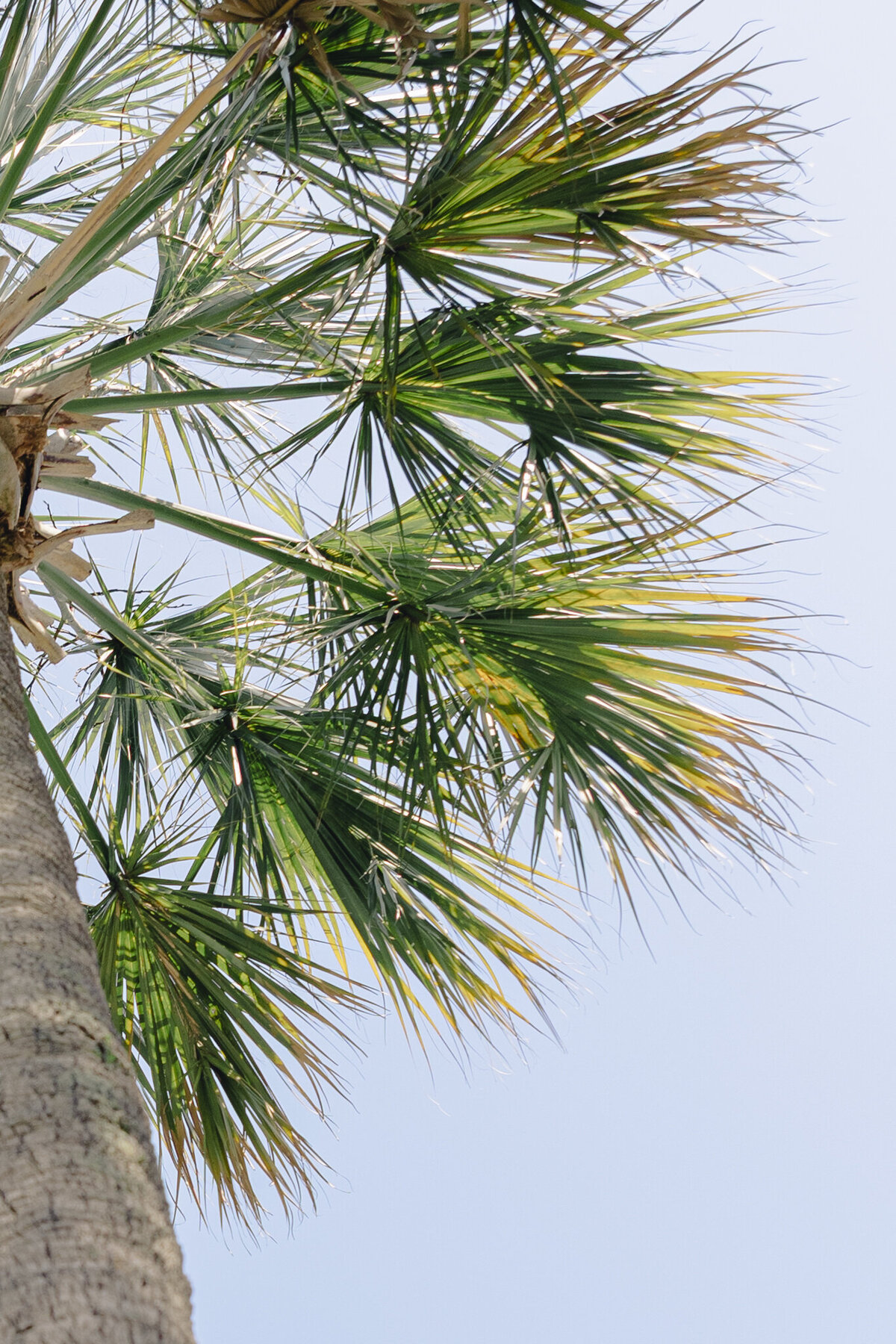 Alex & Eli Charleston Sailboat Engagement Session-5
