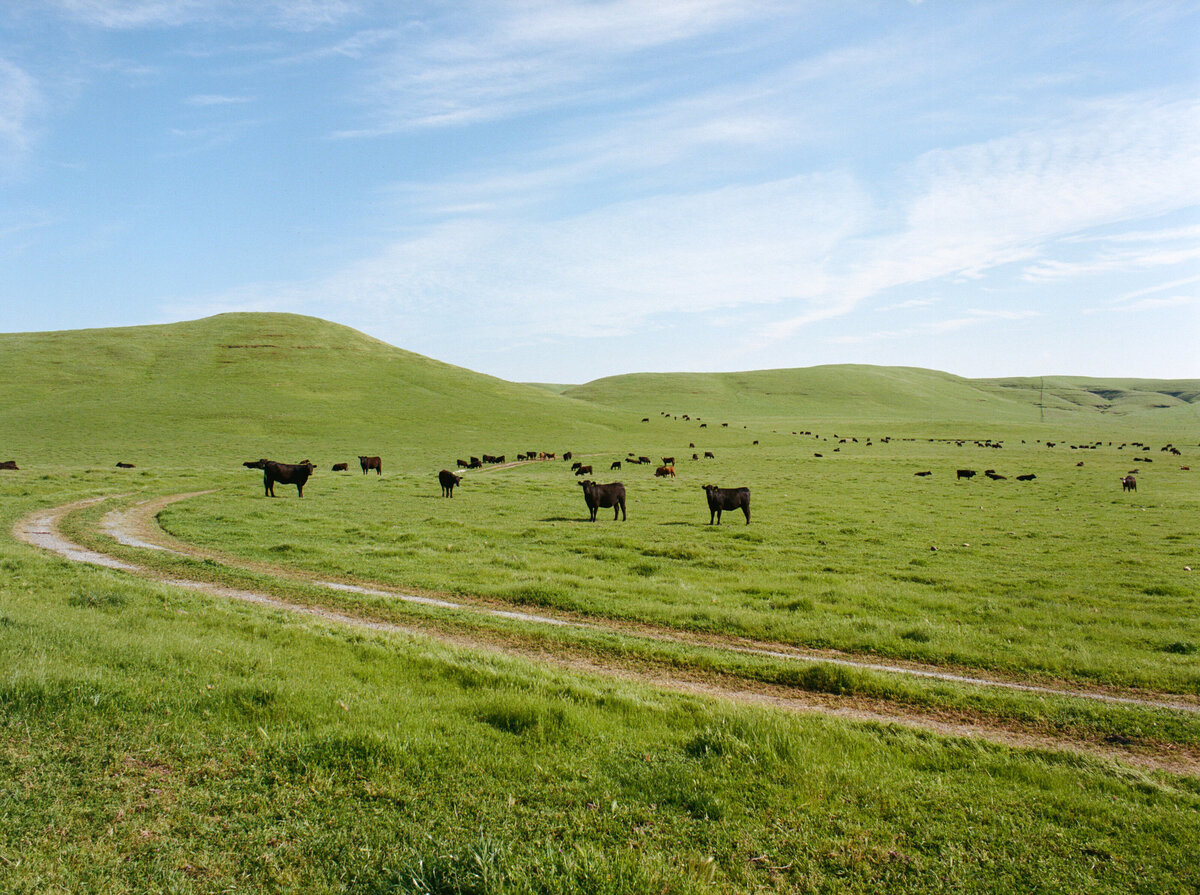 Cows grazing in a golden rolling field under soft Carmel light, captured in a candid, documentary style by Kate Winters Photography.