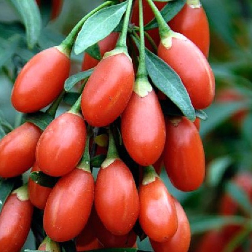 -goji-lycium-barbarum-plody_web_1_1_2_1