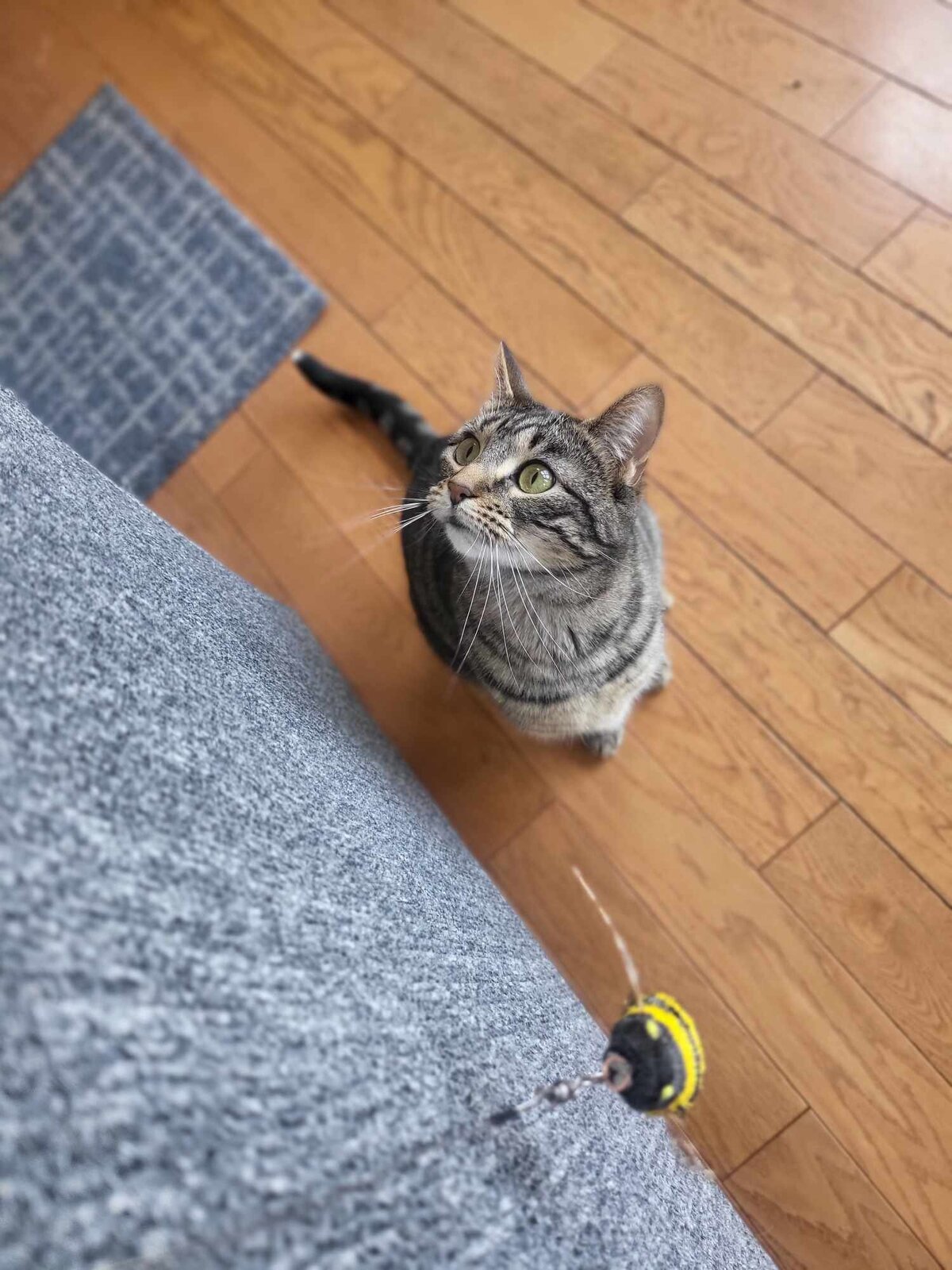 kitty 2