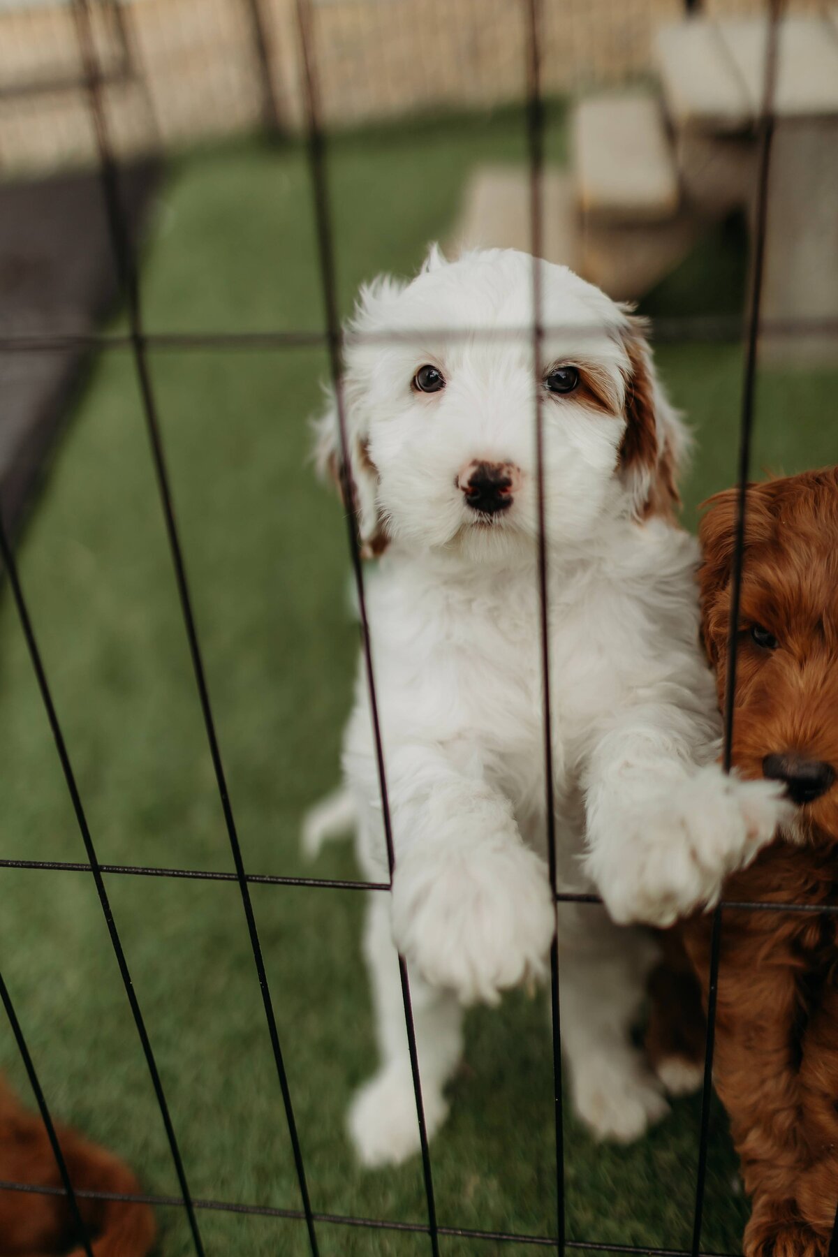 baldonnel-lane-labradoodles-breeder-alberta-bc-57