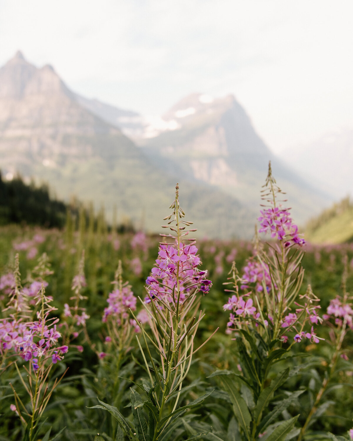 fireweed_flowers_glacier_national_park