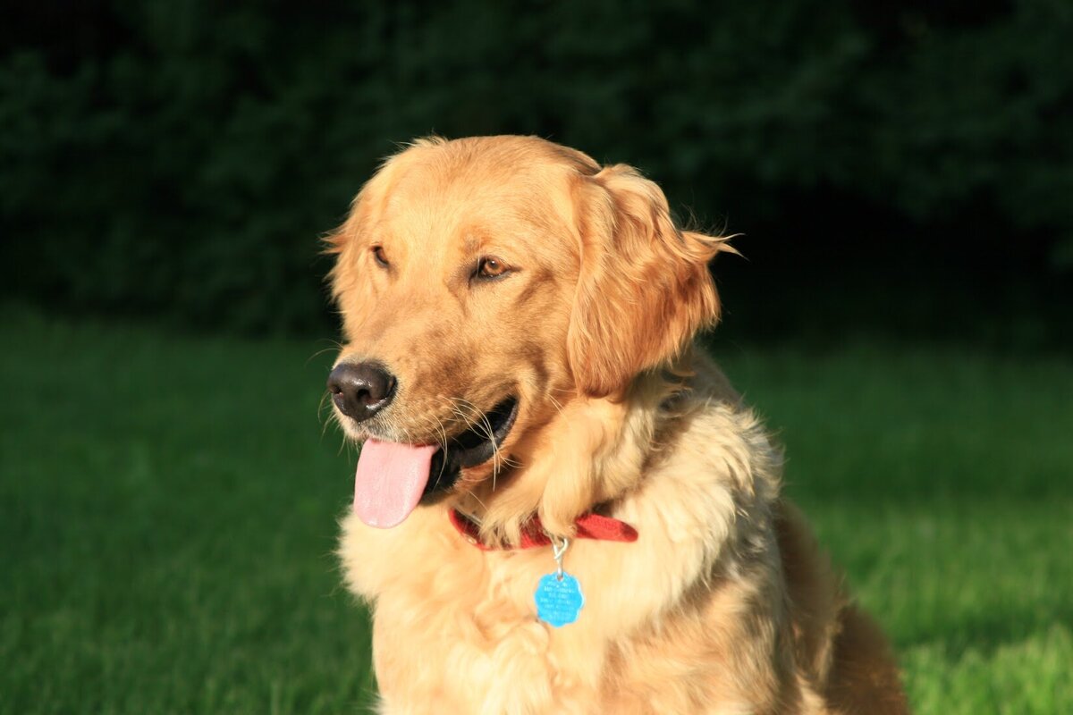 Appelgate-golden-retriever-puppies-Mae-10