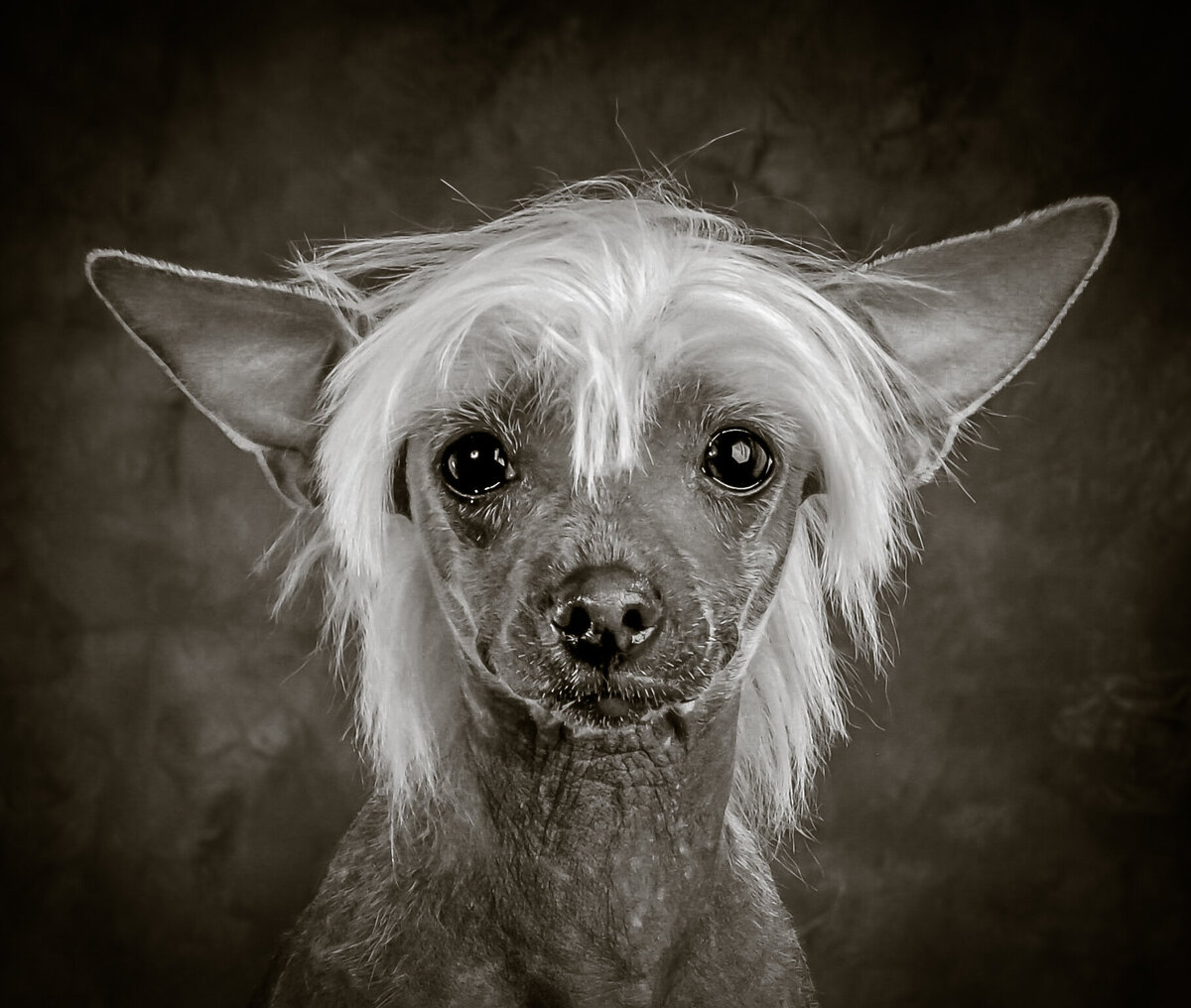 animals_1759-5