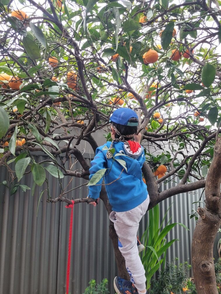 Fruit tree