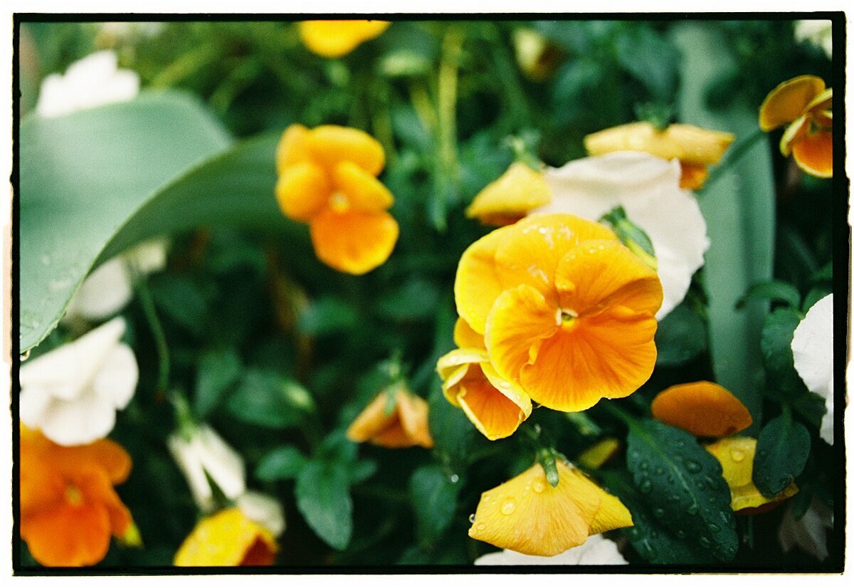 Amber_Watson_Film_Florals (11)