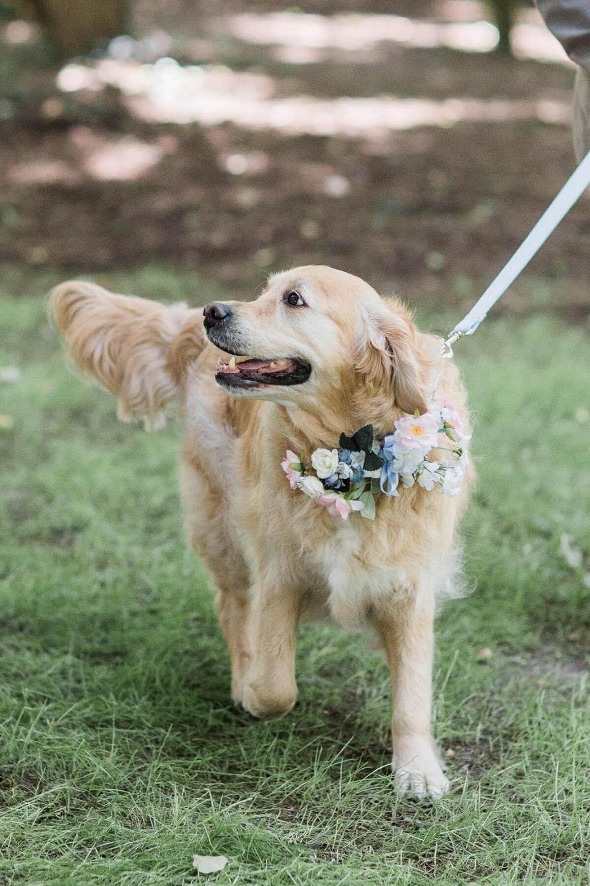 dog-flower-collar-wedding