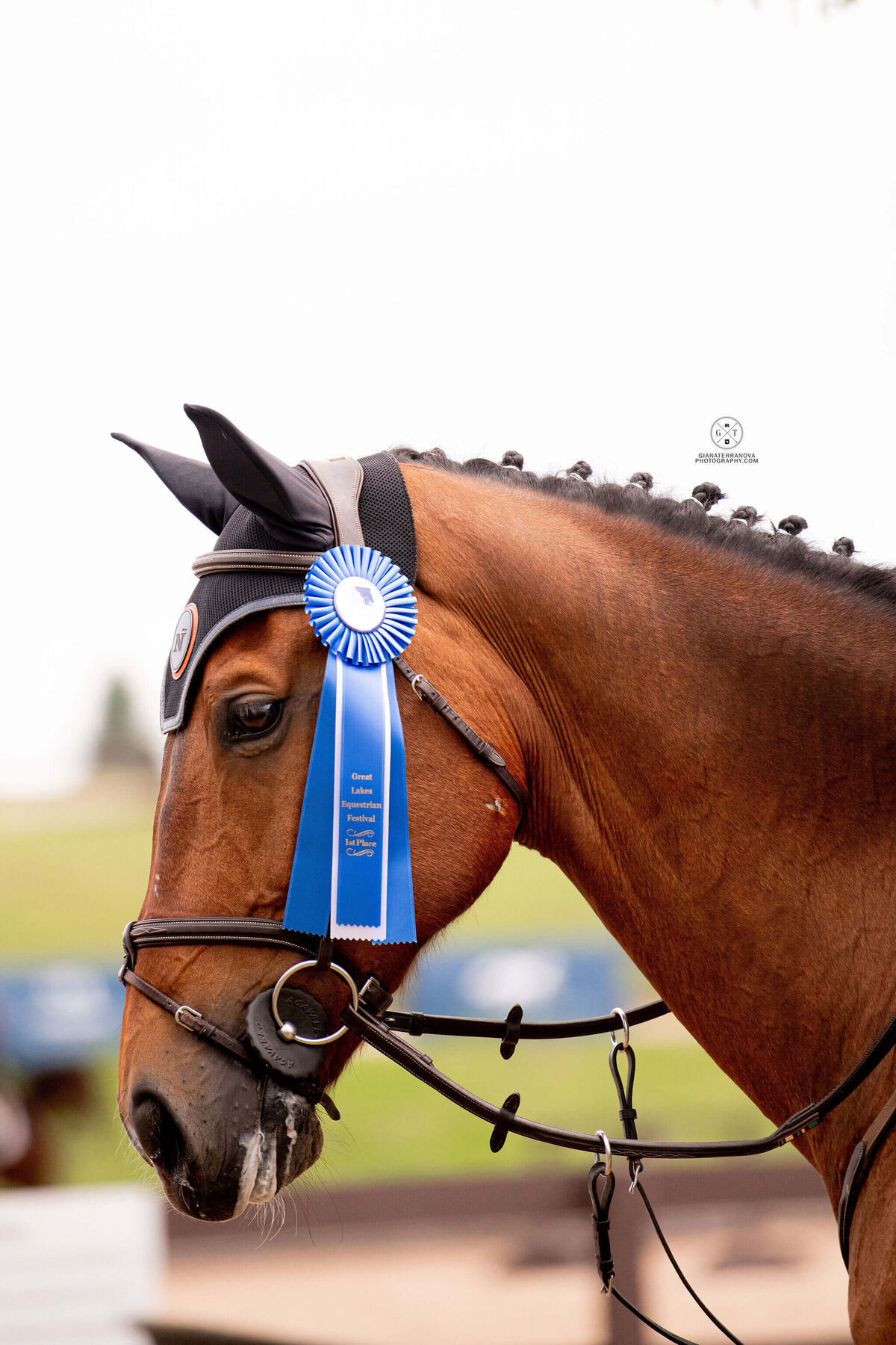 US EQUESTRIAN TEAM_TOP SHOWJUMPING HORSES IN AMERICA_FLORIDA SHOWJUMPING TEAM
