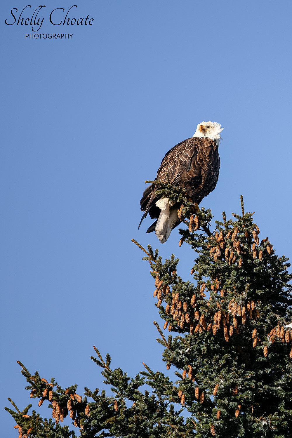 Homer Eagle Alaska