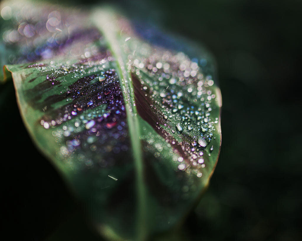 morning_dew_by_soyismyhomeboy_darbrrl-fullview