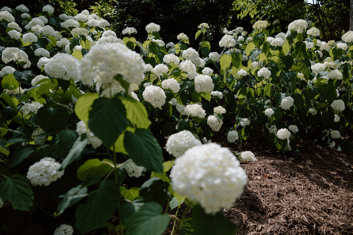 The limelight hydrangea bush at Heyward Manor in Anderson, SC.