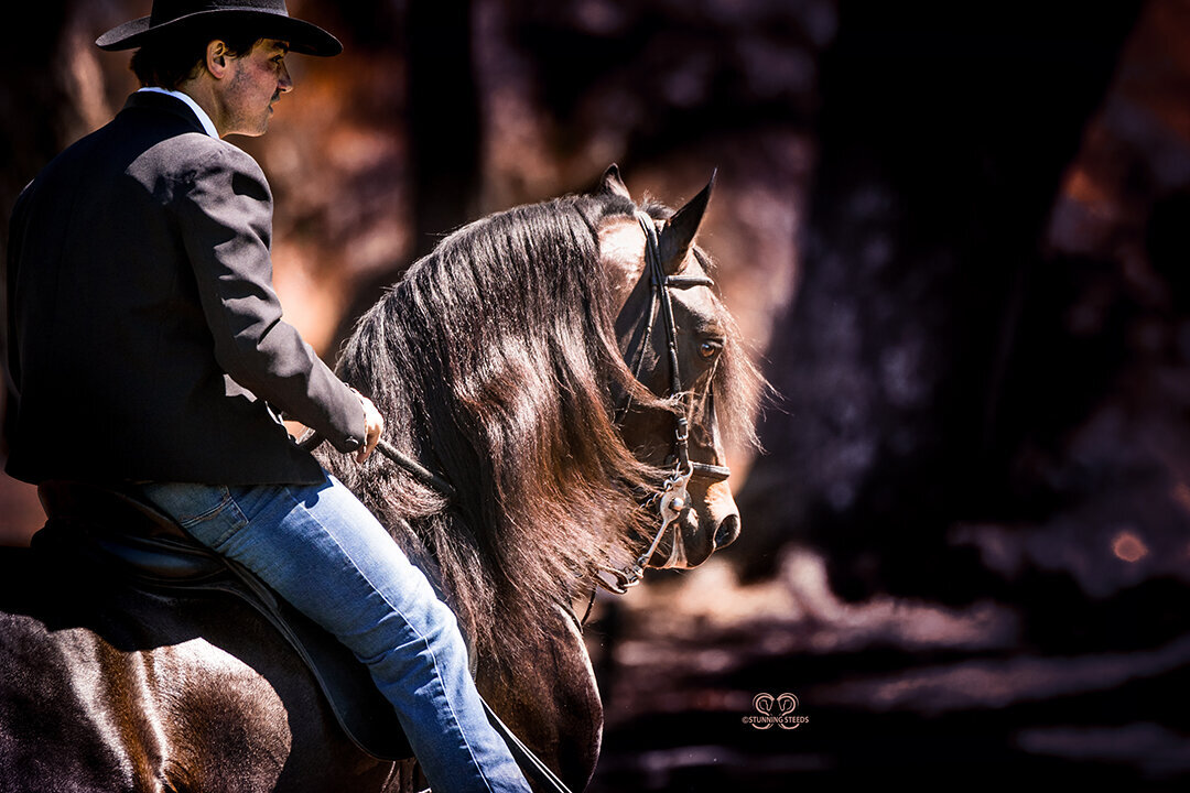 StunningSteedsPhoto-LR-9984art2