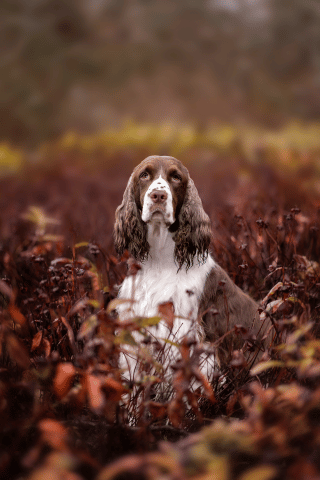 Puyallup Pet Photographer Springer Spaniel Outdoors Rainy Day Fine Art