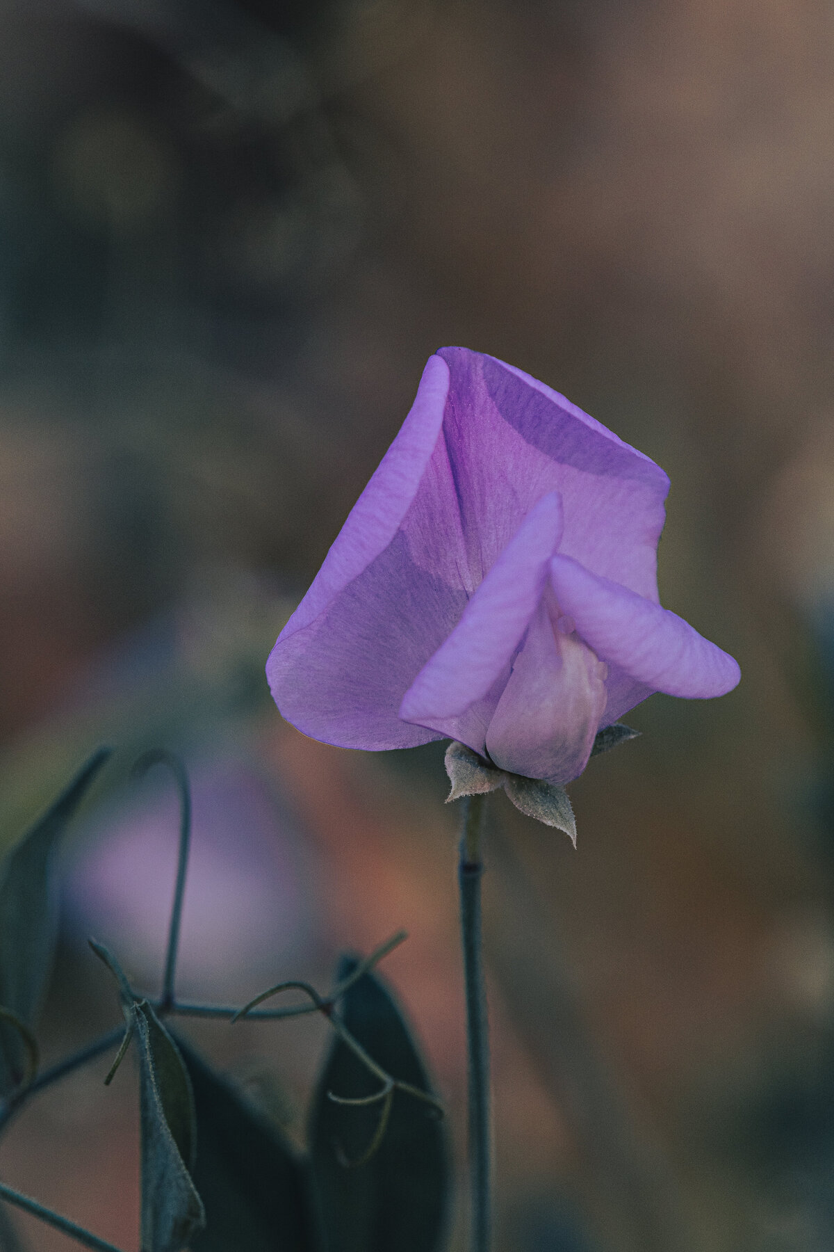 sweet_pea_purple_0324 C1