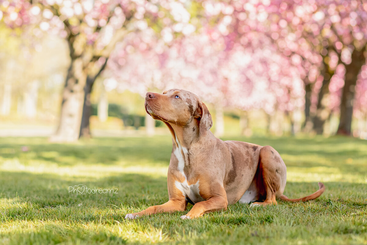 Bloesem honden fotoshoot Limburg