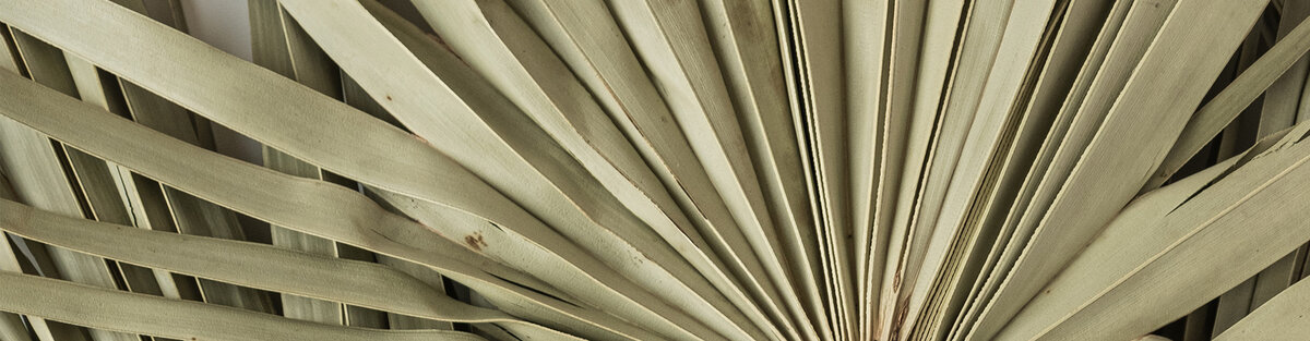 Close up palm frond leaf texture