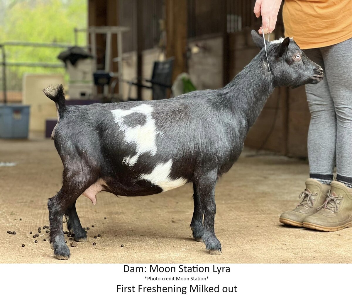 lyra ff2