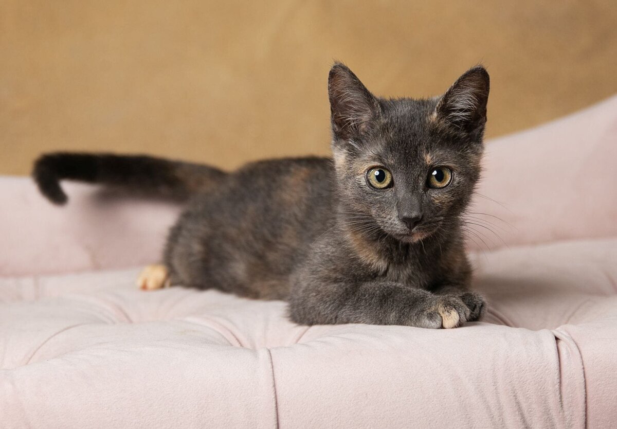 lilla-bordas-portraits-tampa-CAT-photographer1257