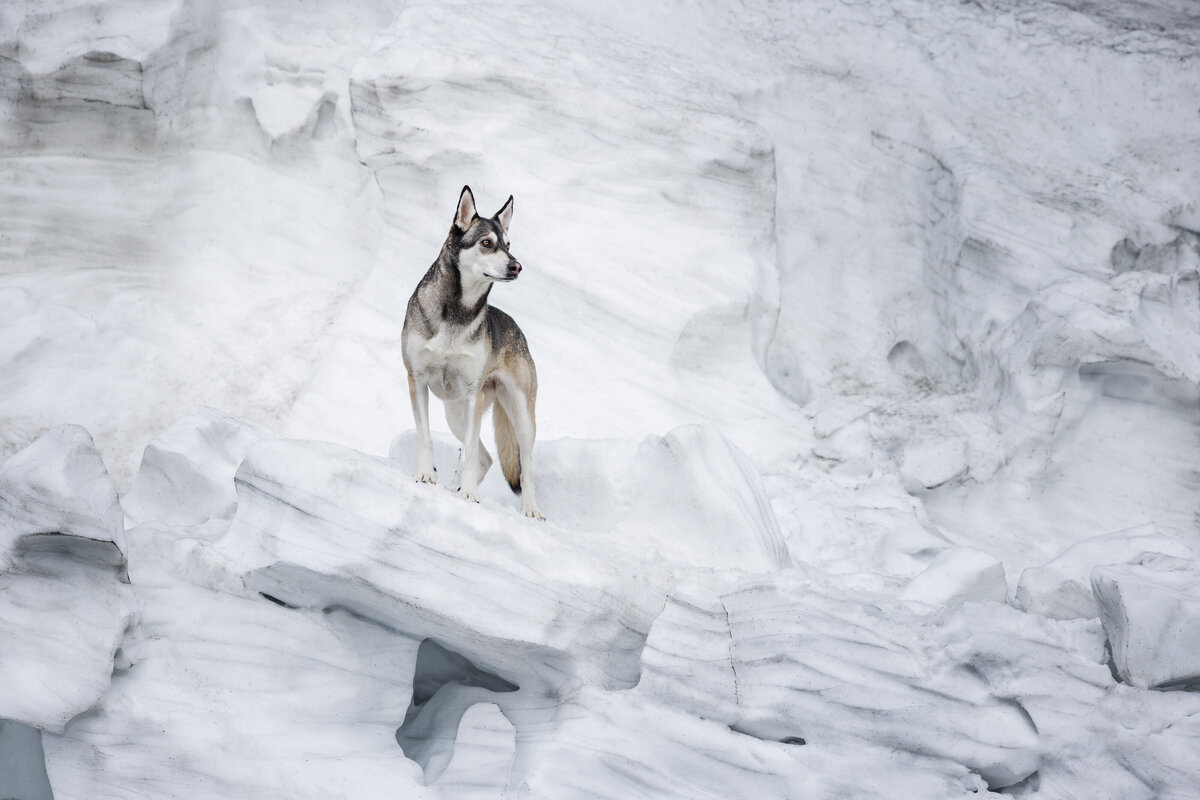 A dog is standing on the snow, Cascade Locks, OR