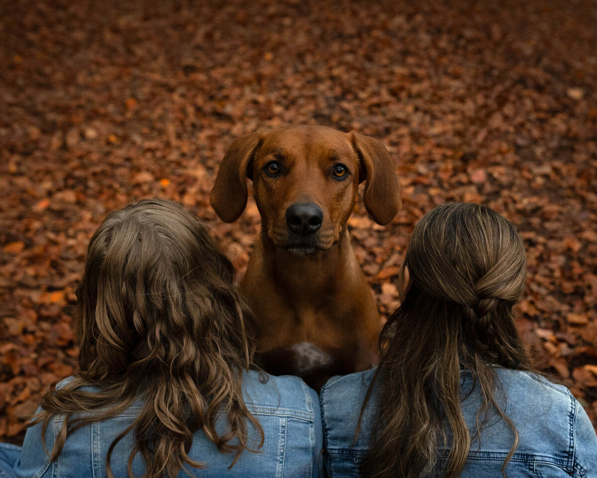 Hondenportret-Limburg-8