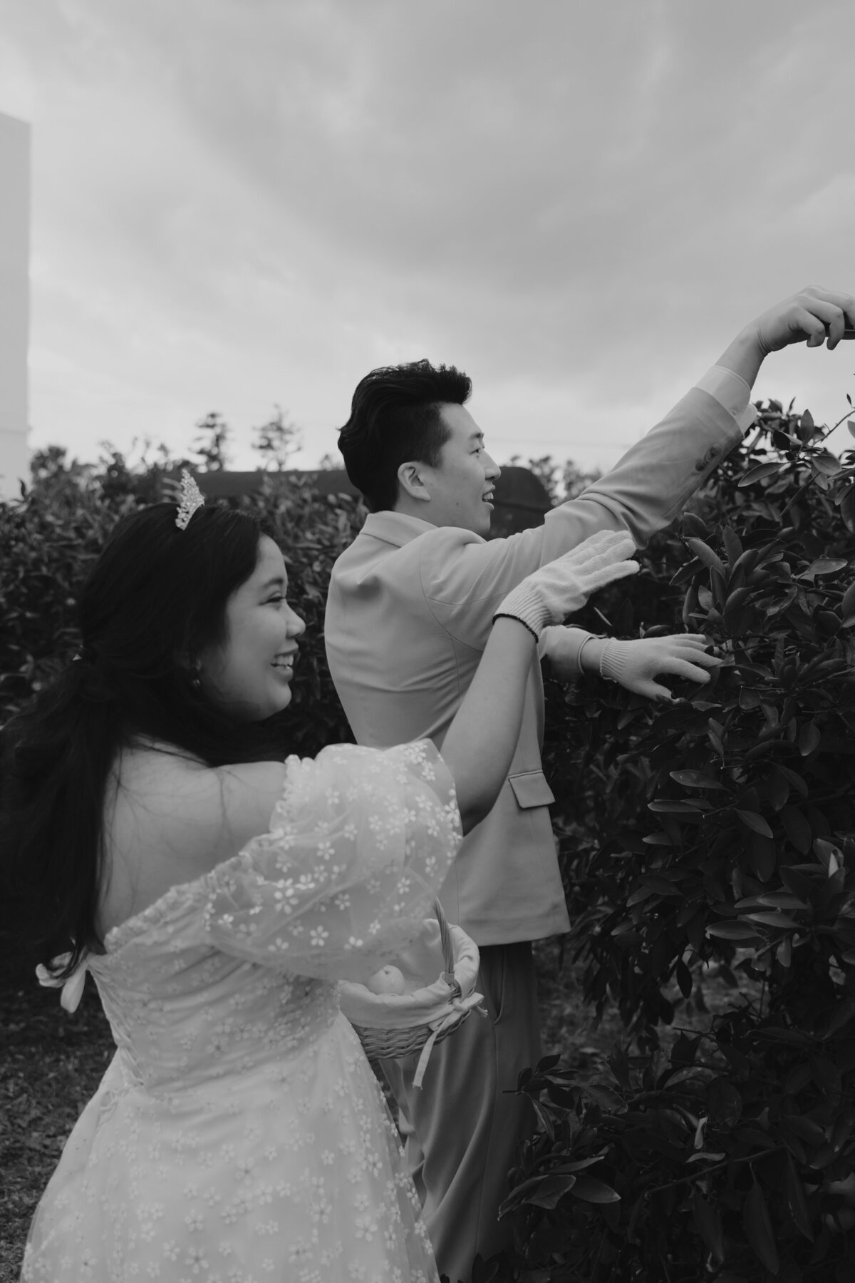 both the groom and bride picking some tangerines