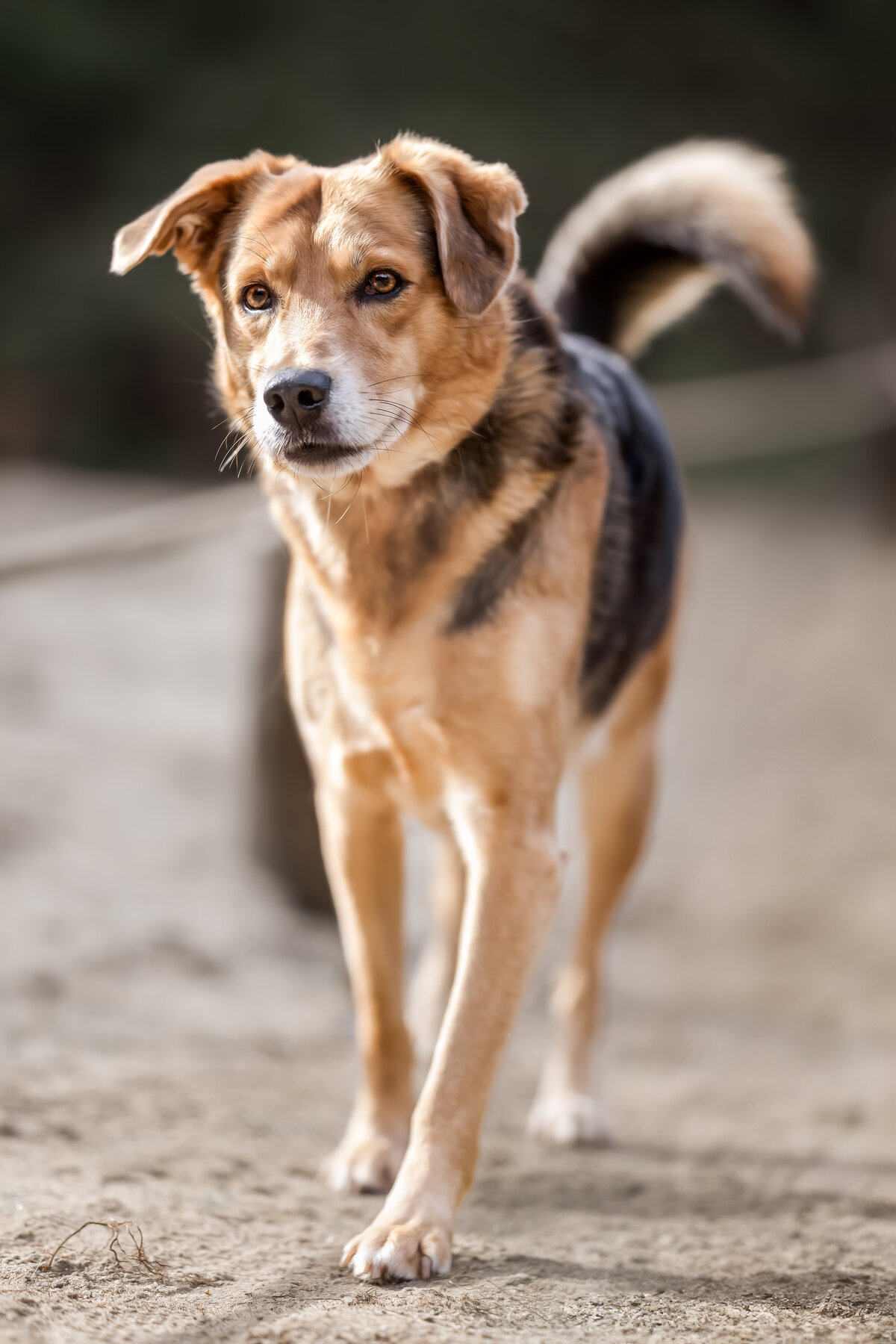 Hundefotografie-chemnitz-Tierfotografie-fotograf-Uhldingen-Bodensee-Hamburg-Dresden-Erfurt-Konstanz-26