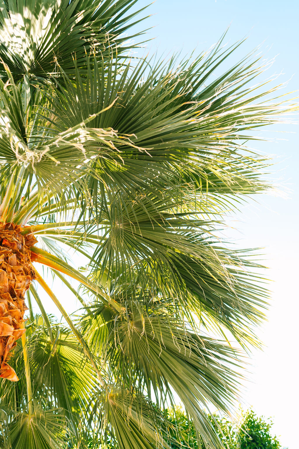 PalmSpringsWeddingatTheMuseHotel_PhotosbyTheVillarPhotoCo(5of38)