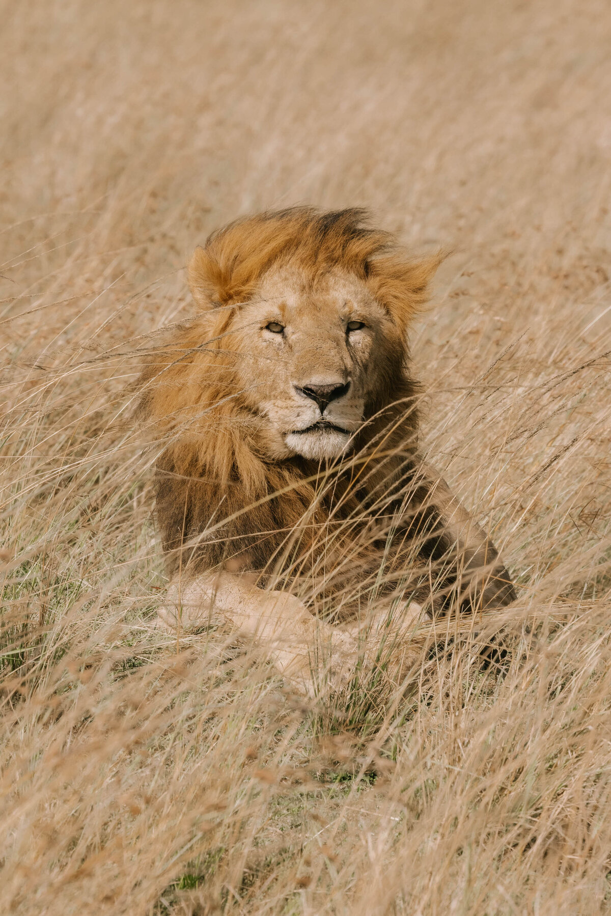 male-lion-maasai-mara-kenya_3103