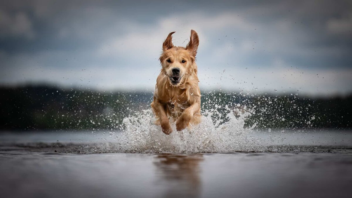 Actionbild på en hund som springer i vattnet så att det skvätter