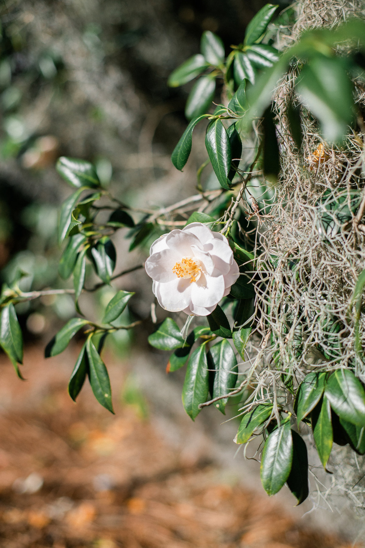 legare-waring-house-wedding-charleston-philip-casey-08