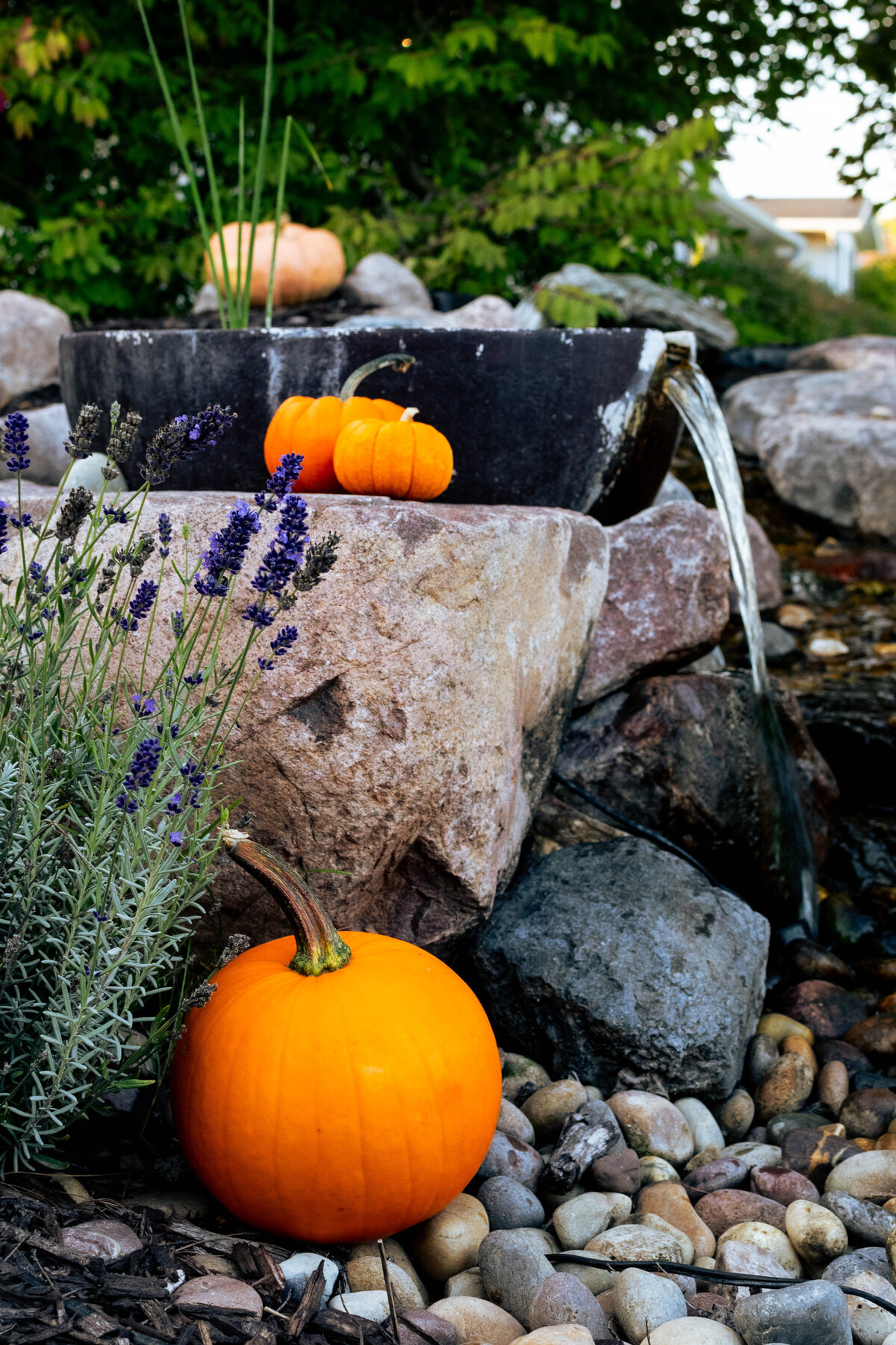 Aquascape spillway bowl flowing into base of waterfall with pumpkins around feature for fall decoration