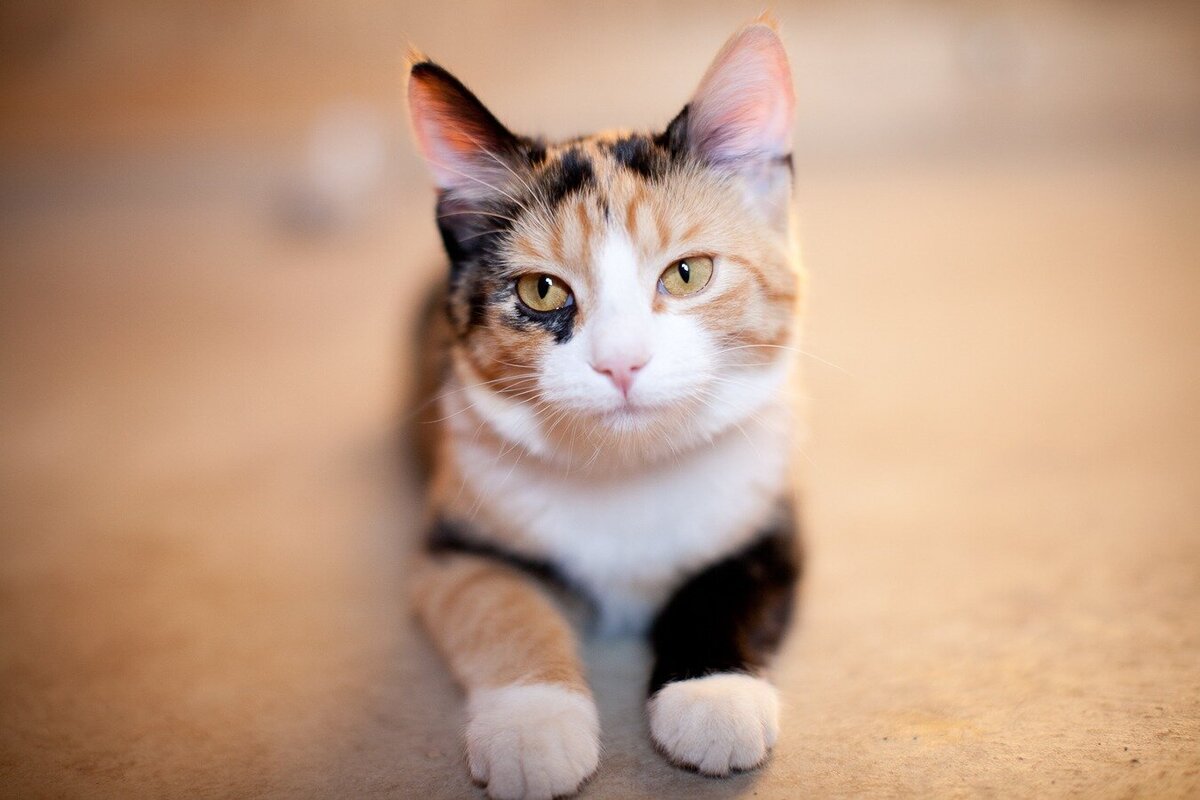 a cute kitten sits during a pet photo session
