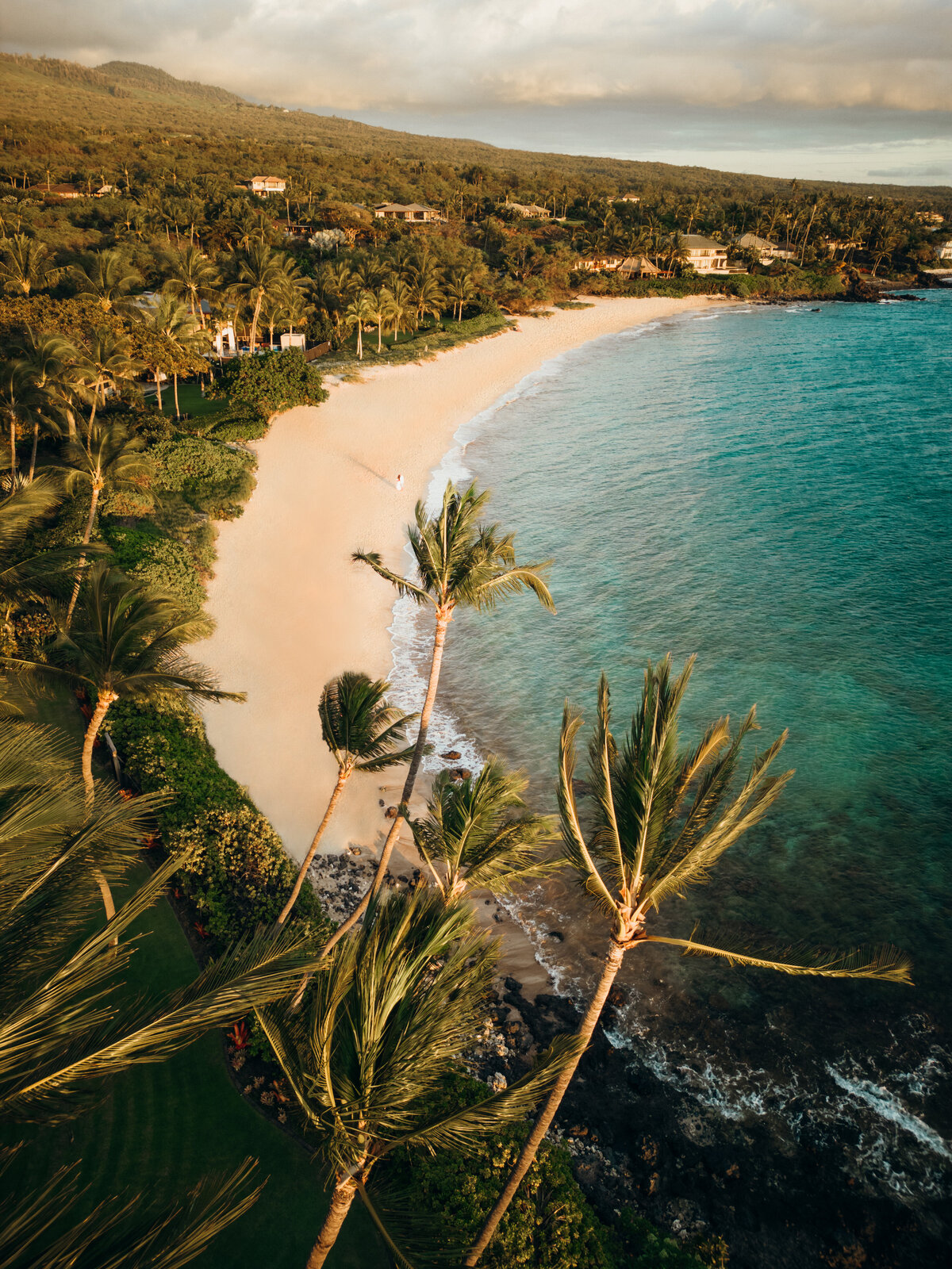 Hawaii Engagement Photographer captures palm trees swaying in wind during beach engagements