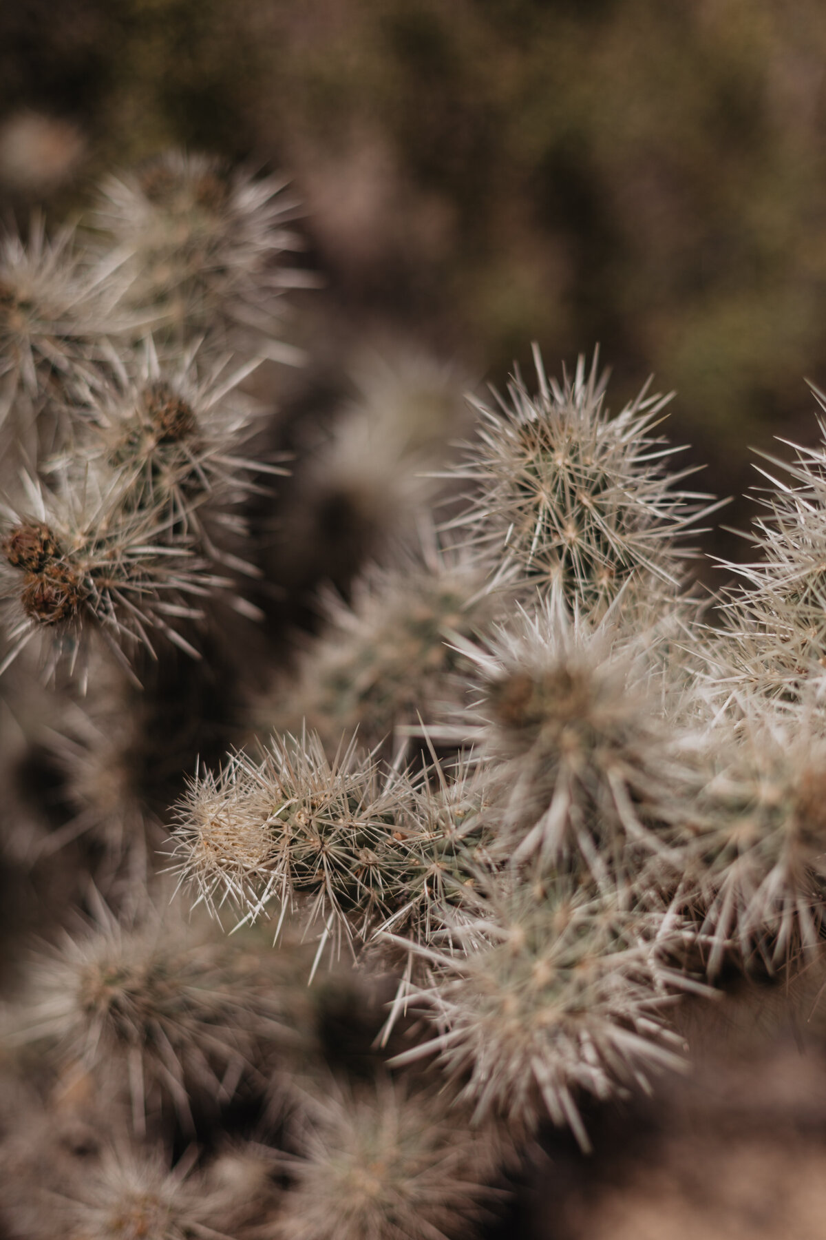 Mount Baker Elopement in Washington PNW